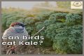 Can Birds Eat Herbs? - Kylon Powell