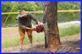 Cut down as a tree limb